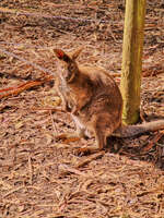 20241002142903_Wallaby_at_Cape_Hauy_Trailhead